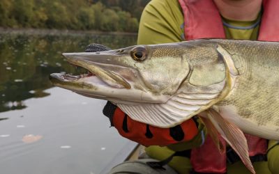 Learning How to Figure-Eight for Musky Fishing